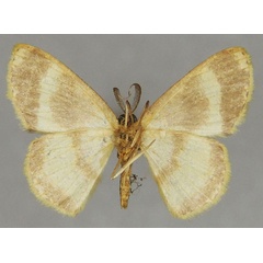 /filer/webapps/moths/media/images/T/tincta_Xenostega_AM_ZSMb.jpg