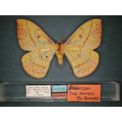 /filer/webapps/moths/media/images/H/hecqui_Tagoropsis_AT_RMCA_02.jpg