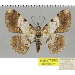 /filer/webapps/moths/media/images/A/albobrunnea_Ectropis_PTF_ZSM.jpg