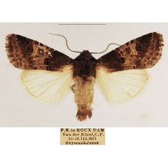 /filer/webapps/moths/media/images/B/bulgeri_Odontestra_AM_TMSA_02.jpg