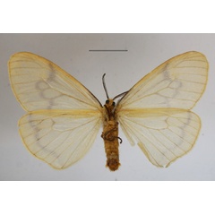 /filer/webapps/moths/media/images/S/simplex_Ogoa_A_MGCLb_01.JPG