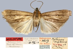Mythimna duplex