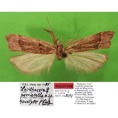 /filer/webapps/moths/media/images/P/perrierella_Lecithocera_HT_MNHN.jpg