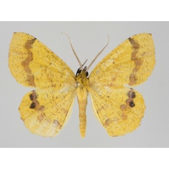 /filer/webapps/moths/media/images/L/leucicolor_Petrodava_A_Brehm.jpg
