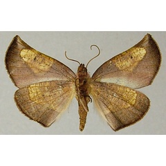 /filer/webapps/moths/media/images/R/rubriceps_Drepanogynis_AF_ZSMb.jpg