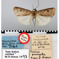 /filer/webapps/moths/media/images/P/pronycta_Euxoa_HT_BMNH.jpg