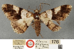 Ectropis emphona