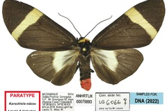 Karschiola ndzou