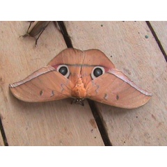 /filer/webapps/moths/media/images/A/acetes_Lobobunaea_A_Guyonnet.jpg