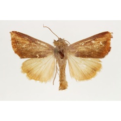 /filer/webapps/moths/media/images/A/atkinsoni_Adisura_AM_RMCA.jpg