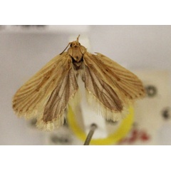 /filer/webapps/moths/media/images/G/goughi_Agonopteryx_HT_BMNH.jpg