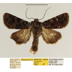 /filer/webapps/moths/media/images/S/superior_Tycomarptes_PTM_TMSA.jpg
