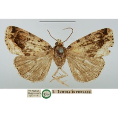 /filer/webapps/moths/media/images/I/inferalis_Iambia_HT_BMNH_LOOWgdz.jpg