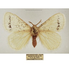 /filer/webapps/moths/media/images/I/incana_Phiala_AM_TMSA_04.jpg