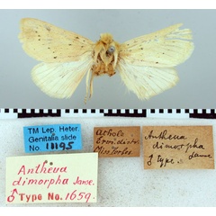 /filer/webapps/moths/media/images/D/dimorpha_Antheua_HT_TMSA.jpg