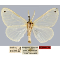 /filer/webapps/moths/media/images/M/monopunctata_Pirgula_HT_MNHN.jpg