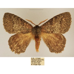 /filer/webapps/moths/media/images/D/despecta_Lichenopteryx_AM_TMSA_02.jpg