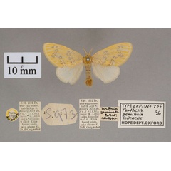 /filer/webapps/moths/media/images/G/geminata_Porthesia_AT_OUMNH_01.jpg