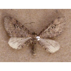 /filer/webapps/moths/media/images/I/infelix_Eupithecia_A_Butler_NotnZkQ.jpg