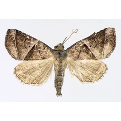 /filer/webapps/moths/media/images/P/prunescens_Radara_AM_TMSA_03.jpg