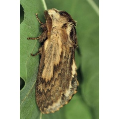 /filer/webapps/moths/media/images/L/lanceolata_Lasiocesa_AM_Ihle_01.jpg