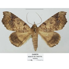/filer/webapps/moths/media/images/V/variabilis_Pseudogiria_AF_Basquin.jpg