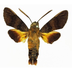 /filer/webapps/moths/media/images/P/pachycerus_Macroglossum_AM_Basquina.jpg