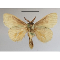 /filer/webapps/moths/media/images/G/graminosa_Desmeocraera_A_MGCLb_01.JPG