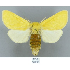 /filer/webapps/moths/media/images/L/lemona_Antheua_PTF_Schintlmeister.jpg