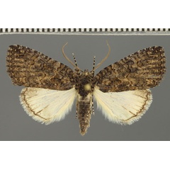/filer/webapps/moths/media/images/E/erygidia_Prionofrontia_A_Fiebig.jpg