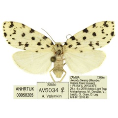 /filer/webapps/moths/media/images/A/atriguttata_Siccia_AF_ANHRT.jpg