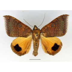 /filer/webapps/moths/media/images/E/euryplaga_Achaea_AM_Basquin.jpg