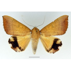 /filer/webapps/moths/media/images/L/leucopasa_Achaea_AF_Basquin_01.jpg