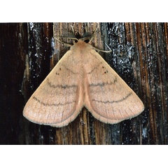 /filer/webapps/moths/media/images/S/subrosea_Hemijana_A_Roland_09.jpg