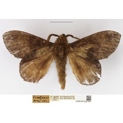 /filer/webapps/moths/media/images/L/leucophaea_Mallocampa_AM_NHMUK.jpg