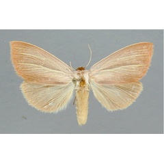 /filer/webapps/moths/media/images/S/sesamiodes_Notoxantha_A_RMCA_02.jpg