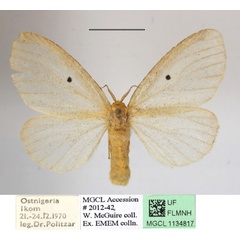 /filer/webapps/moths/media/images/D/dolosa_Marblepsis_AF_MGCLa_03.JPG