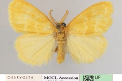 Euproctis pygmaea