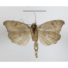 /filer/webapps/moths/media/images/T/torsivena_Androlymnia_A_MGCLb_01.JPG
