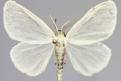 Croremopsis argenna