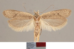 Nothris tornilineata