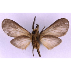/filer/webapps/moths/media/images/T/tricolor_Metarctia_HT_MNHN_02.jpg