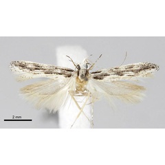 /filer/webapps/moths/media/images/N/nigrinervis_Tricerophora_HT_ZMHB.jpg