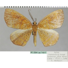 /filer/webapps/moths/media/images/N/neophronaria_Oaracta_AM_ZSMa.jpg