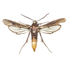 /filer/webapps/moths/media/images/M/murzini_Proaegeria_PTF_COGM.jpg