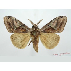 /filer/webapps/moths/media/images/K/klajim_Dasychira_A_Alberta_01.jpg