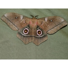 /filer/webapps/moths/media/images/E/ertli_Imbrasia_A_Wendt.jpg