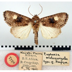 /filer/webapps/moths/media/images/M/melanocycla_Euplexia_HT_BMNH.jpg