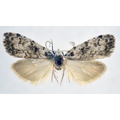 /filer/webapps/moths/media/images/A/abyssinica_Nola_AM_NHMO.jpg