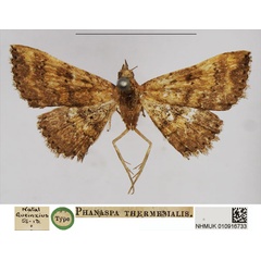 /filer/webapps/moths/media/images/T/thermesialis_Phanaspa_HT_NHMUK.jpg